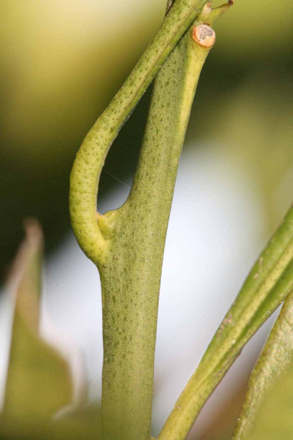              First year twig (Riverside, CA)       